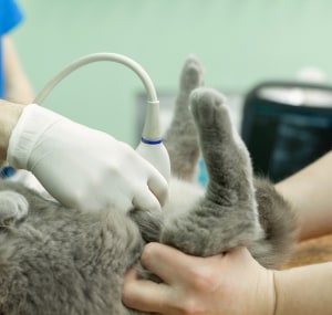 cat-vomit-treatment