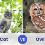 cat vs owl