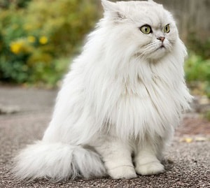 cat-with-knots-in-fur