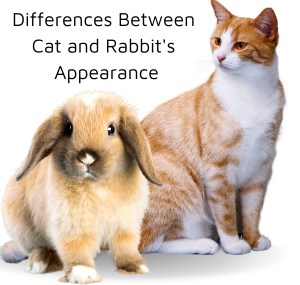 cats-and-rabbits-live-together
