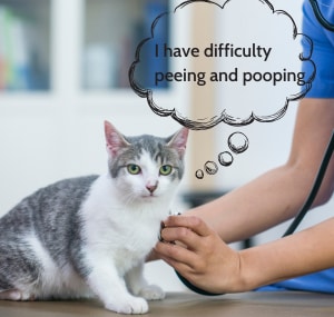 cats-hold-their-pee