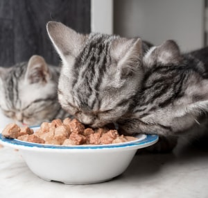 cats-like-the-taste-of-earwax