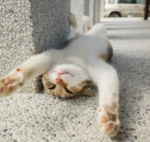 cats-roll-around-outside