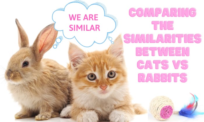 cats-vs-rabbits