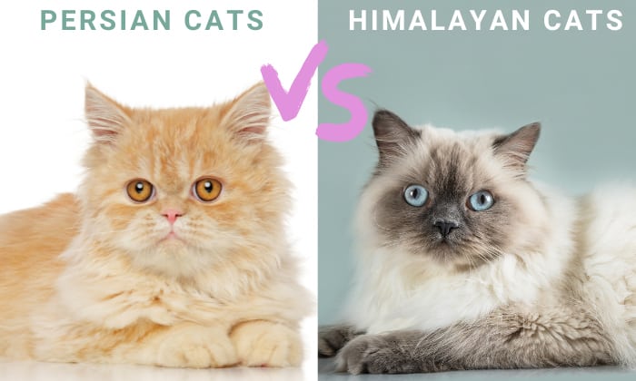 difference-between-persian-and-himalayan-cat