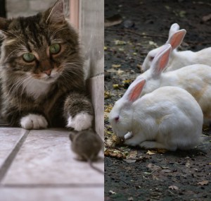 difference-between-rabbit-and-cat-skeleton
