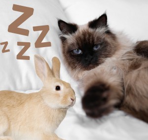 do-bunnies-and-cats-get-along