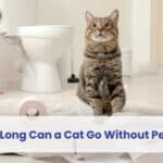 how long can a cat go without peeing