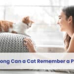 how long can a cat remember a person