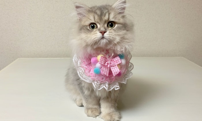 Long Hair vs Short Hair Kitten: How to Determine?