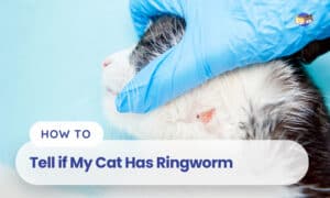 how to tell if my cat has ringworm