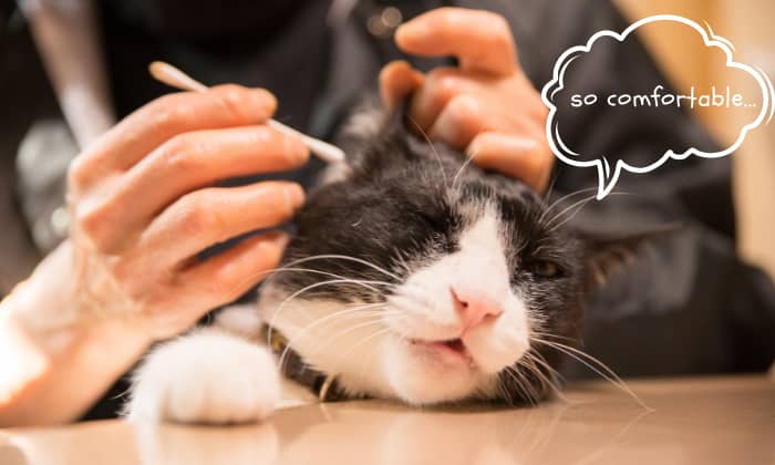 human-earwax-bad-for-cats