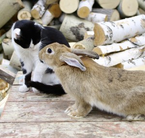 irritated-cat-rides-around-on-bunny