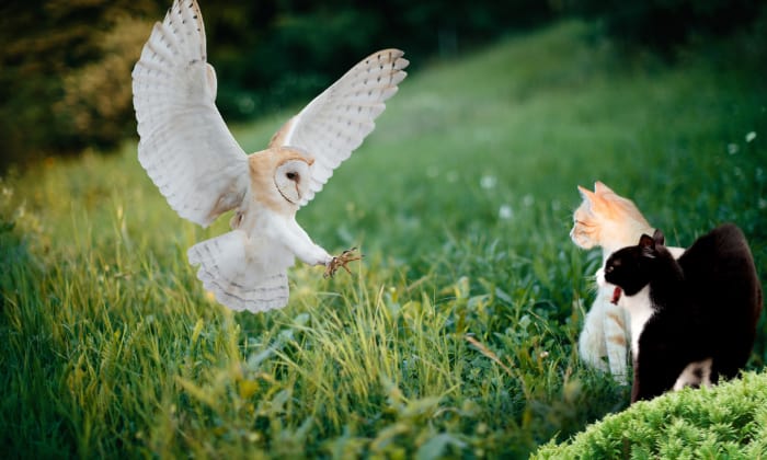 kitten-and-owl