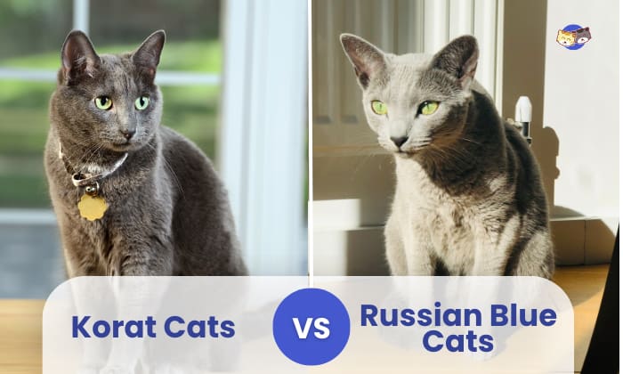 korat vs russian blue cat