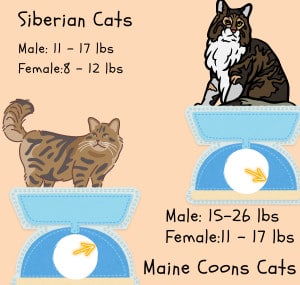 large-siberian-cat