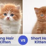 long hair vs short hair kitten