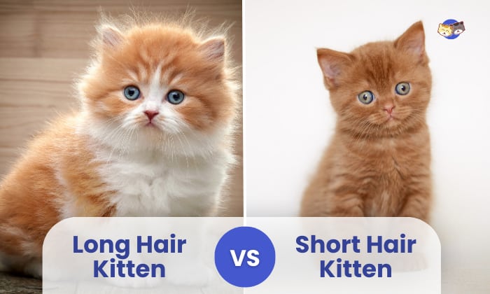 long hair vs short hair kitten