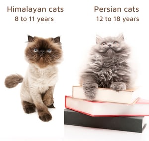 persian-himalyan-kittens