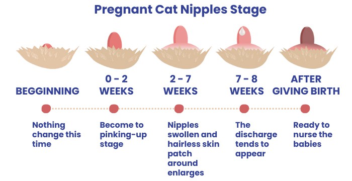 pregnant-cat-nipples-stages