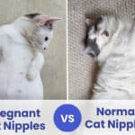 pregnant-cat-nipples-vs-normal