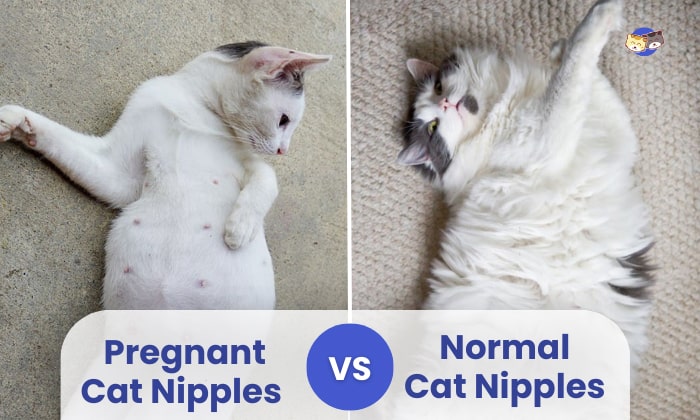 pregnant-cat-nipples-vs-normal