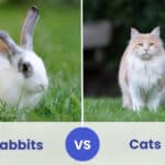 rabbits vs cats