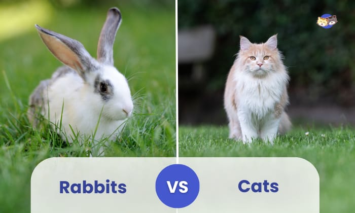 rabbits vs cats