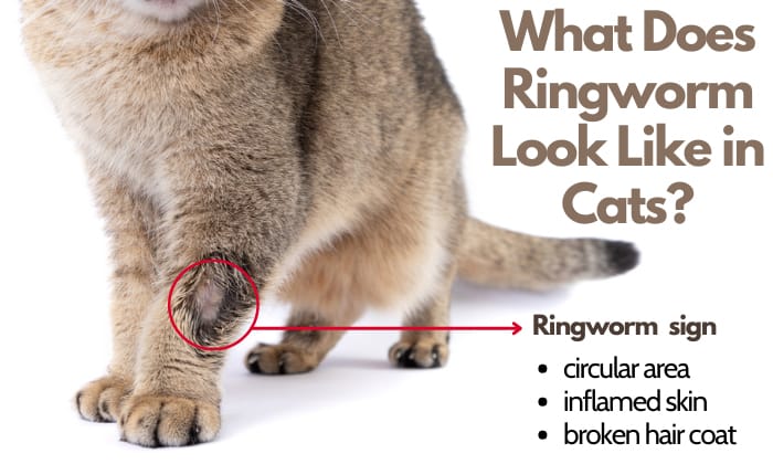 ringworm-above-cat's-eye