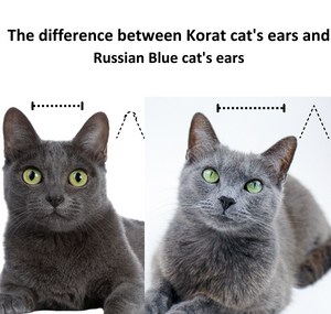 russian-blue-cat-with-white-markings