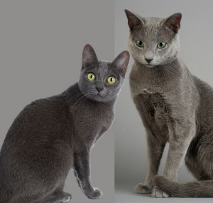 russian-blue-paw-pad-color