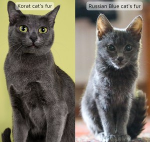 russian-blue-vs-gray-cat