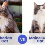 siberian cat vs maine coon