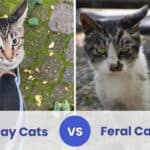 stray vs feral cats