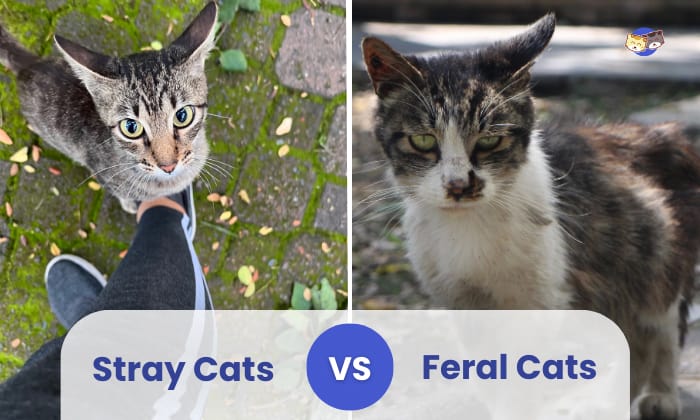 stray vs feral cats