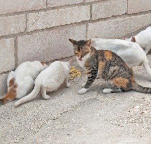 understanding-feral-cat-behavior