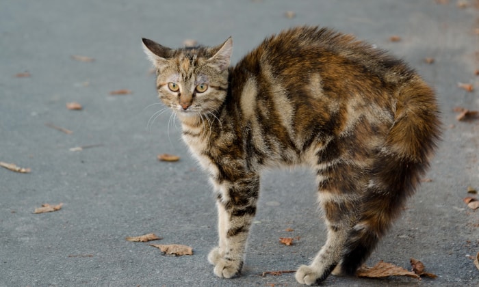 what-does-feral-cat-mean