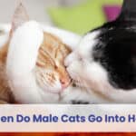when do male cats go into heat