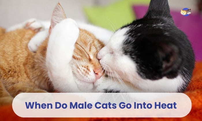 when do male cats go into heat