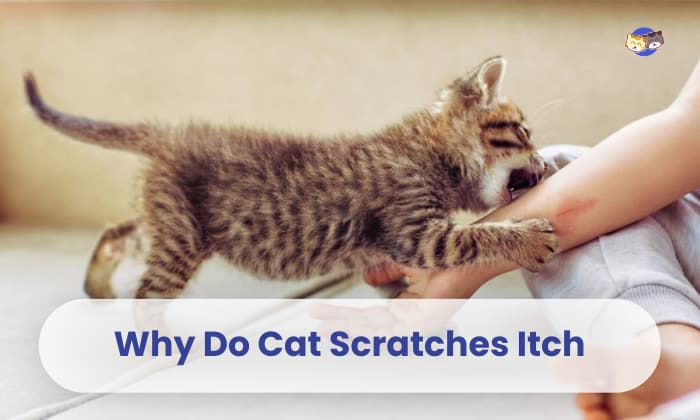 why do cat scratches itch
