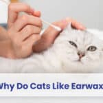 why do cats like earwax