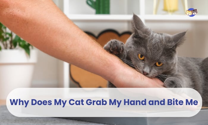 why does my cat grab my hand and bite me