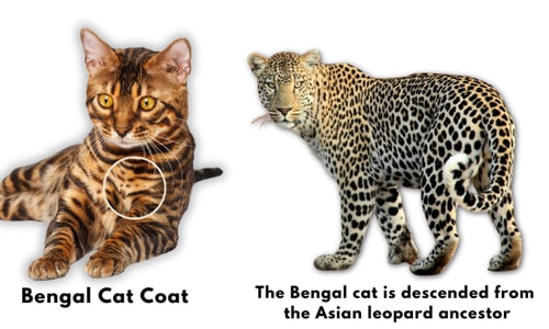 Bengal-Cat-Coat