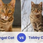 Bengal Cat vs Tabby Cat