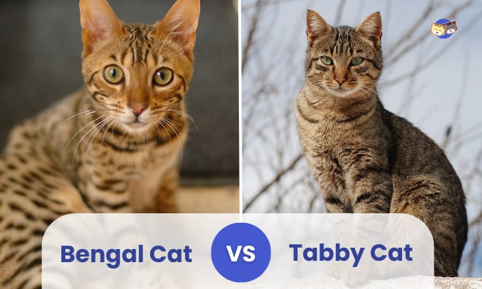 Bengal Cat vs Tabby Cat