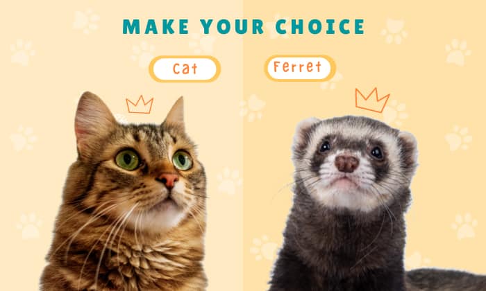 Cat-vs-Ferret