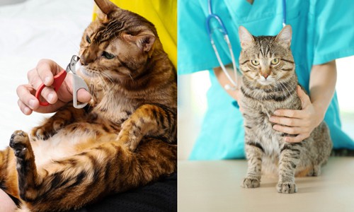 Health-Issues--of-Bengal-Cat-vs-Tabby-Cat