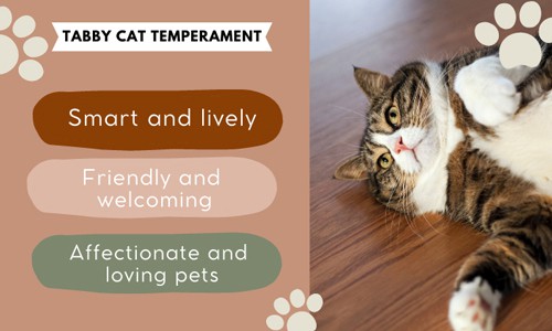 Tabby-Cat-Temperament