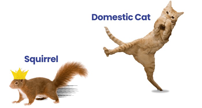 a-squirrel-fight-a-domestic-cat