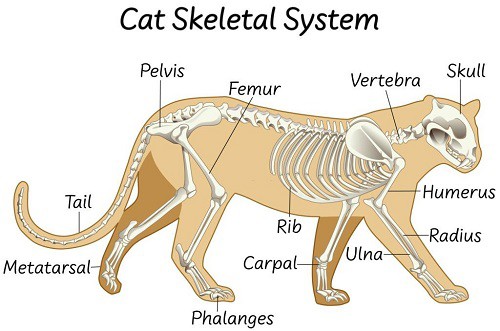 anatomy-of-a-cat